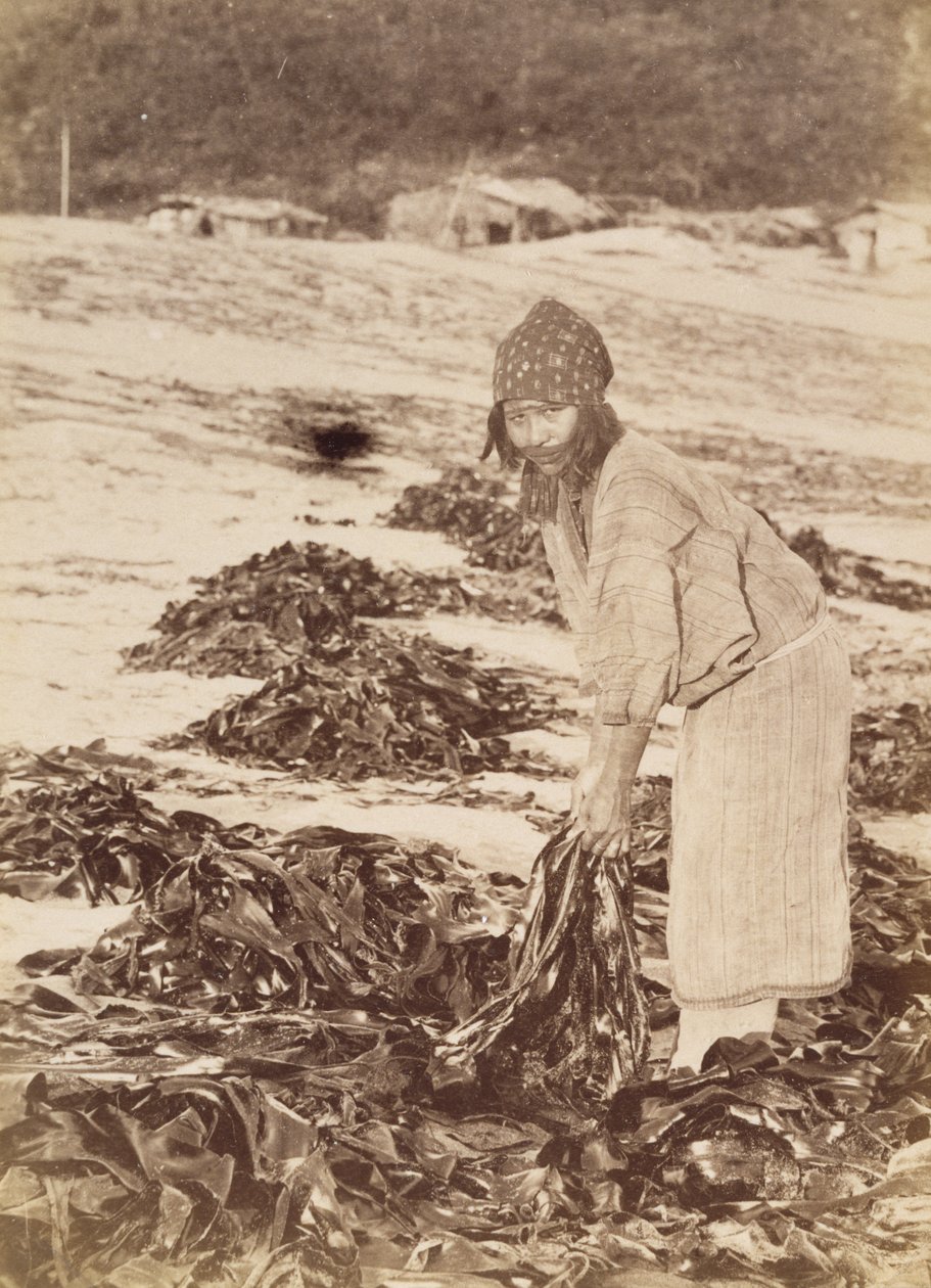 Ainu-kvinne som høster tang, ca. 1900 (albumin sølvtrykk) av Kenzô Tamoto