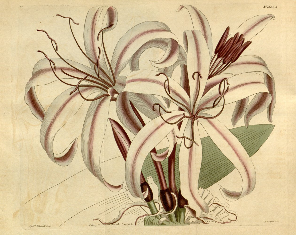 Crinum elskelig av Ker Gawler