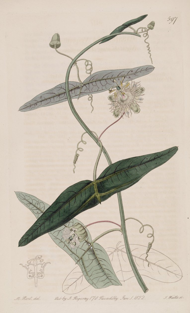 Passiflora misera, fra Passiflora vespertilio Ker Gawl., Bot. Reg. 7 av Ker Gawler