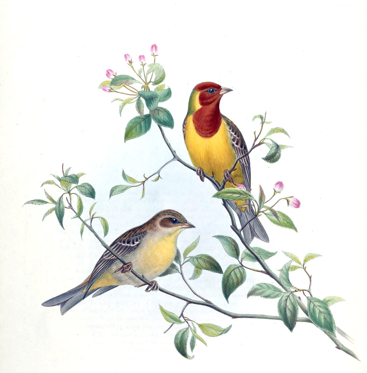 Emberiza bruniceps av Kersti Nebelsiek