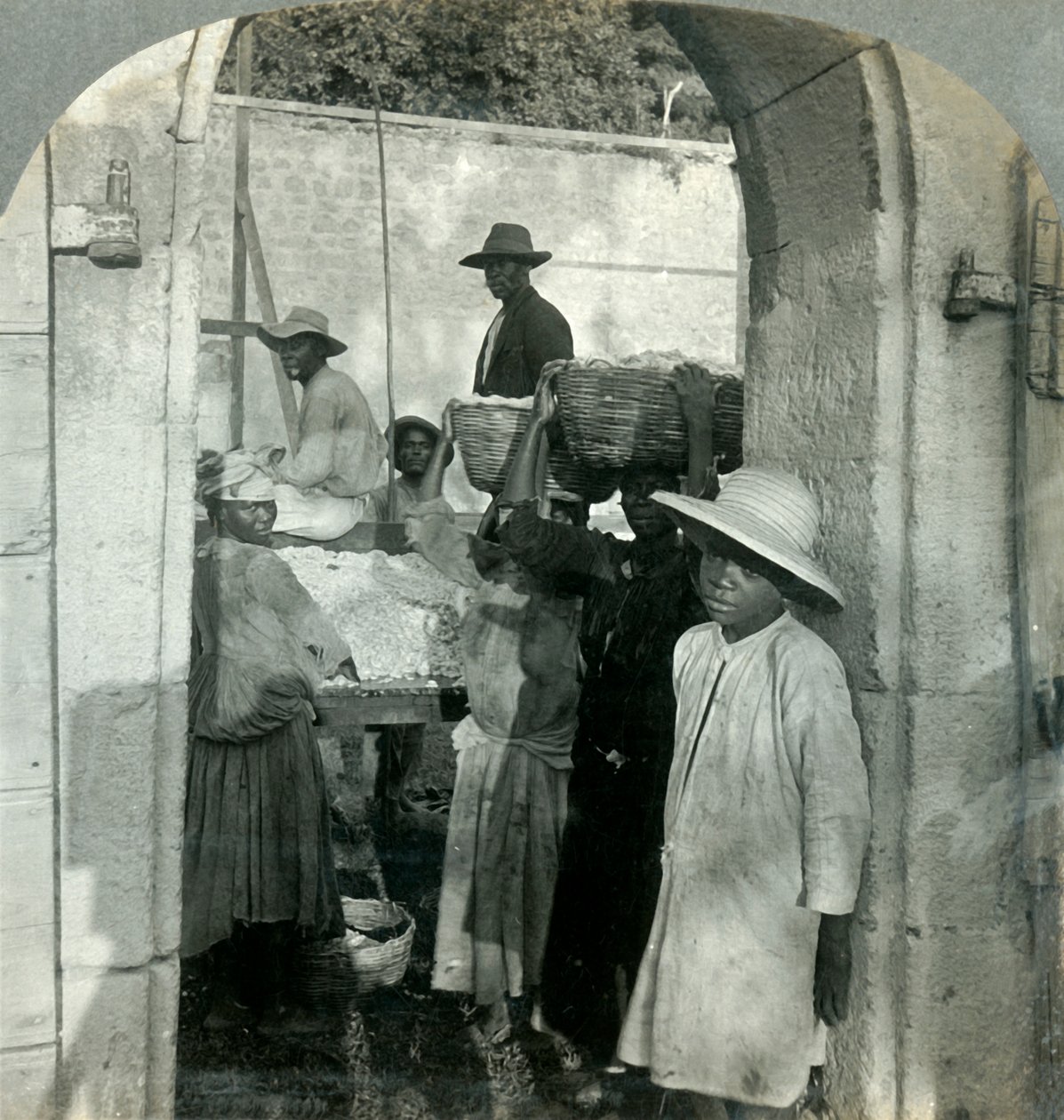 Cacoa Fresh from the Pods, Dominica, B.W.I., 1893. av Keystone View Company