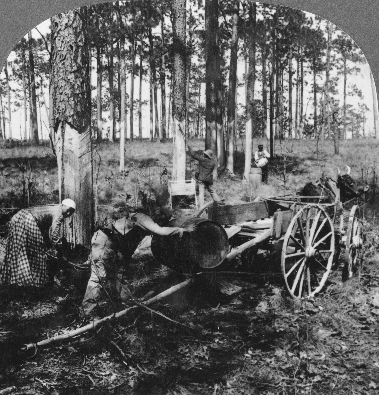 I en stor furuskog, samler terpentin, North Carolina, USA, sent på 1800- eller begynnelsen av 1900-tallet av Keystone View Company