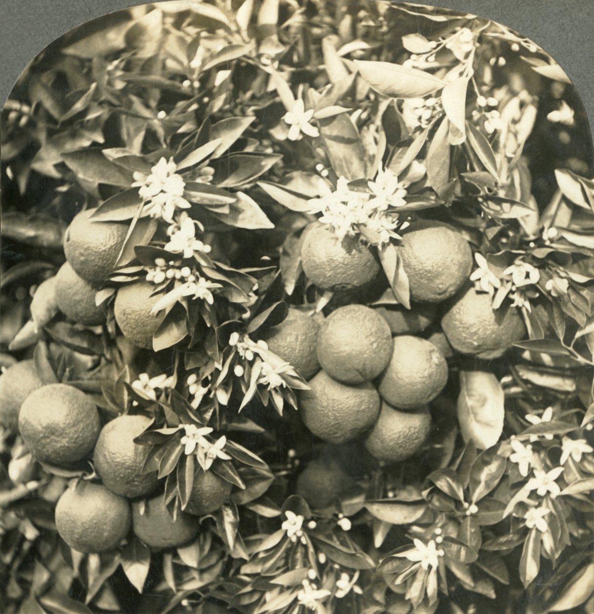 Appelsinblomster og modne appelsiner som vokser på samme tre, California, c1900. av Keystone View Company