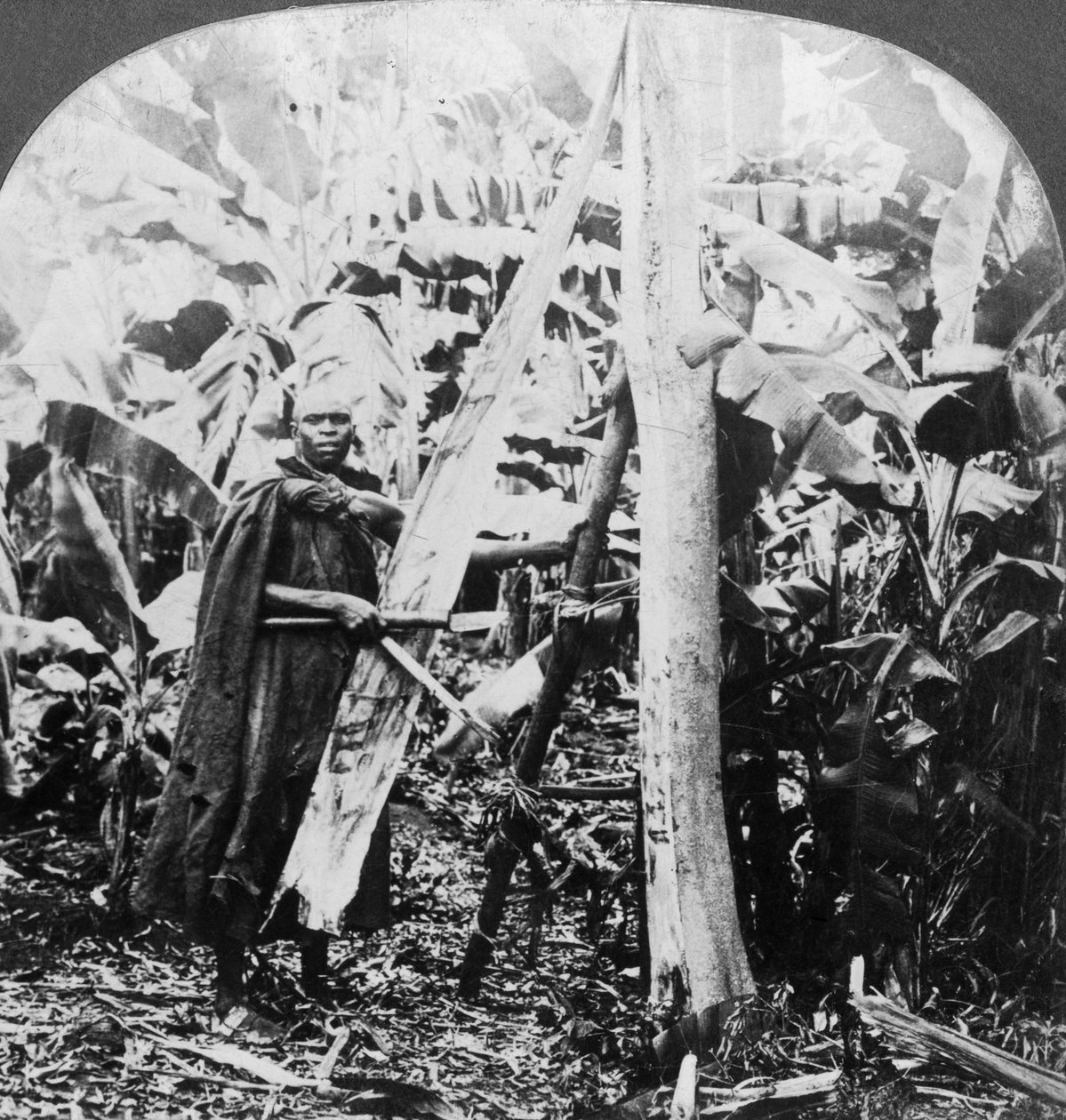 Skrelle bark for å lage barkduk, Uganda, slutten av 1800- eller begynnelsen av 1900-tallet av Keystone View Company