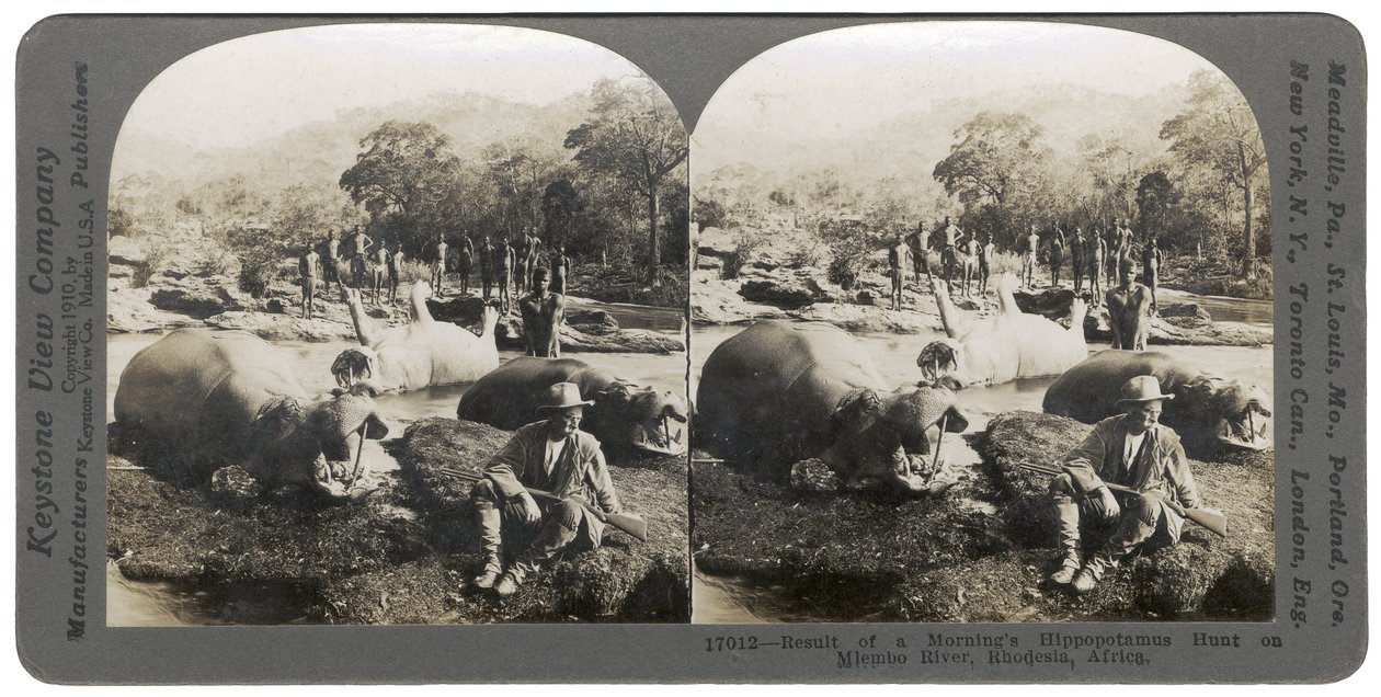 Resultat av en morgens flodhestjakt på Mlembo-elven, Rhodesia, Afrika, 1910 av Keystone View Company