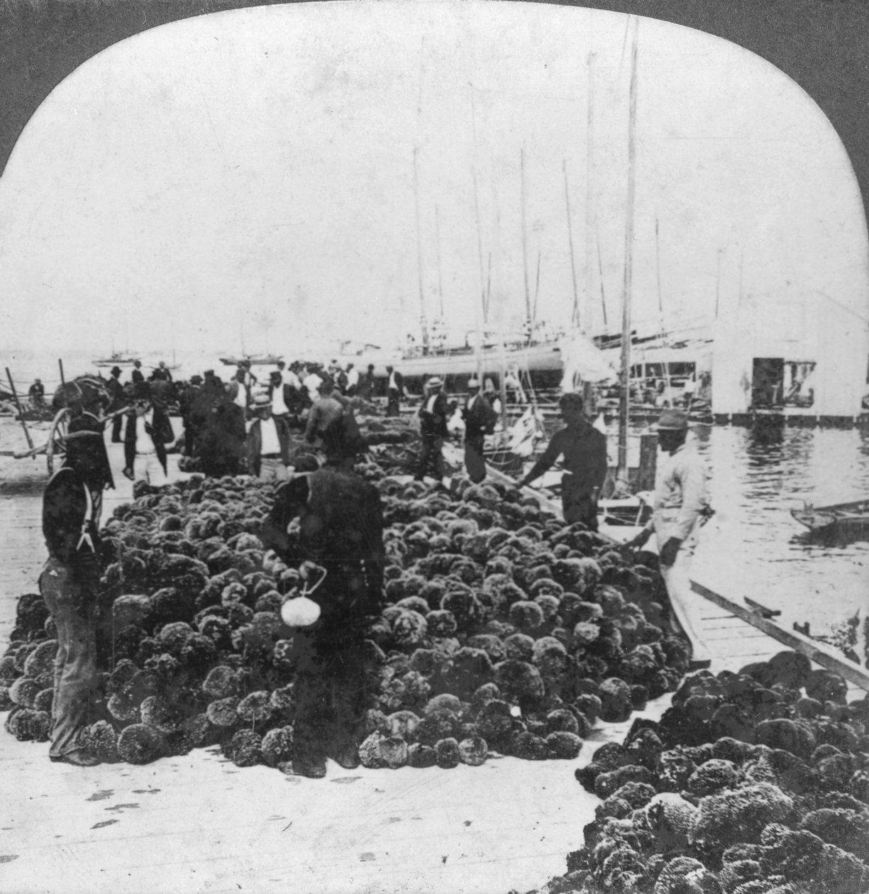 Svampmarked, Key West havn, Florida, USA, c1900 av Keystone View Company