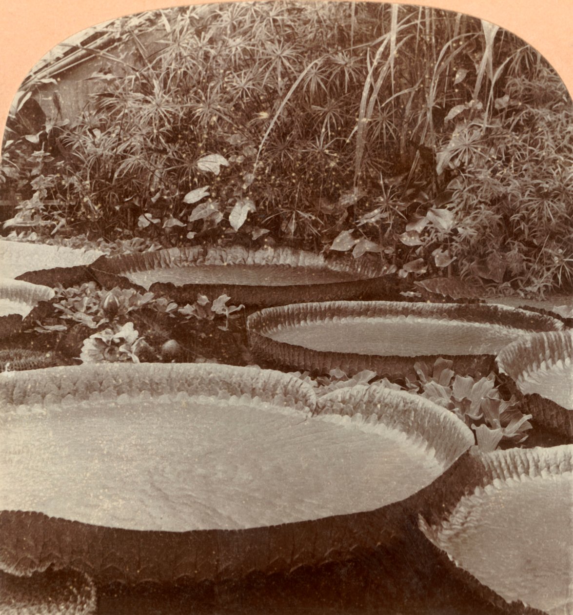 Thureza Lily, Botanisk hage, Hamburg, Tyskland, 1895. av Keystone View Company