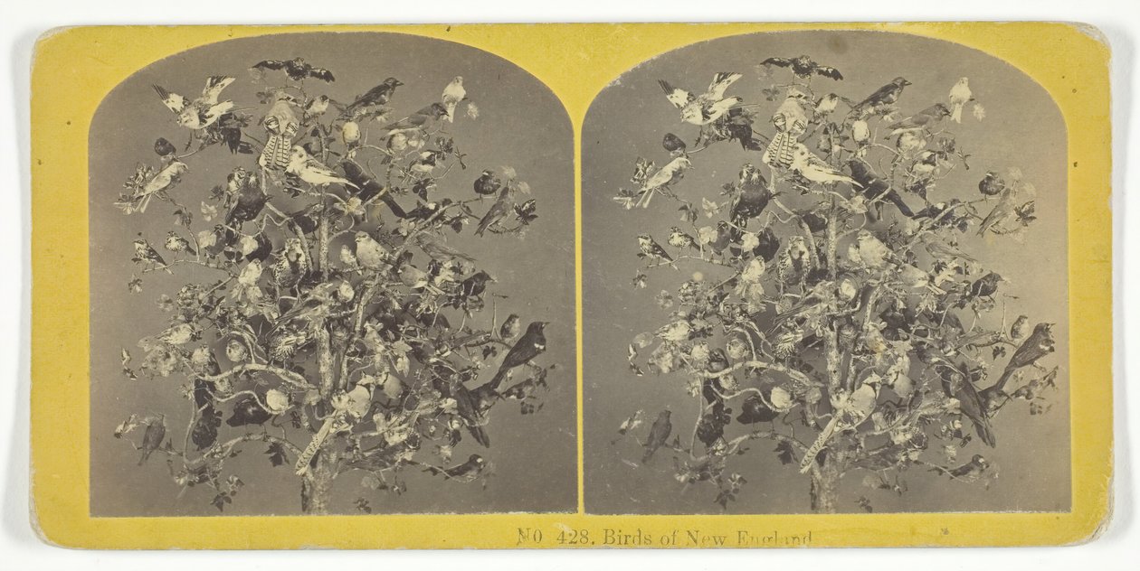 Birds of New England, 185575. Skapere: Kilburn Brothers, BW Kilburn. av Kilburn Brothers, BW Kilburn