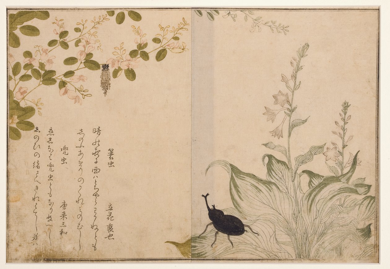 Kurvorm og hjelmbille, 1788 (treblokk) av Kitagawa Utamaro