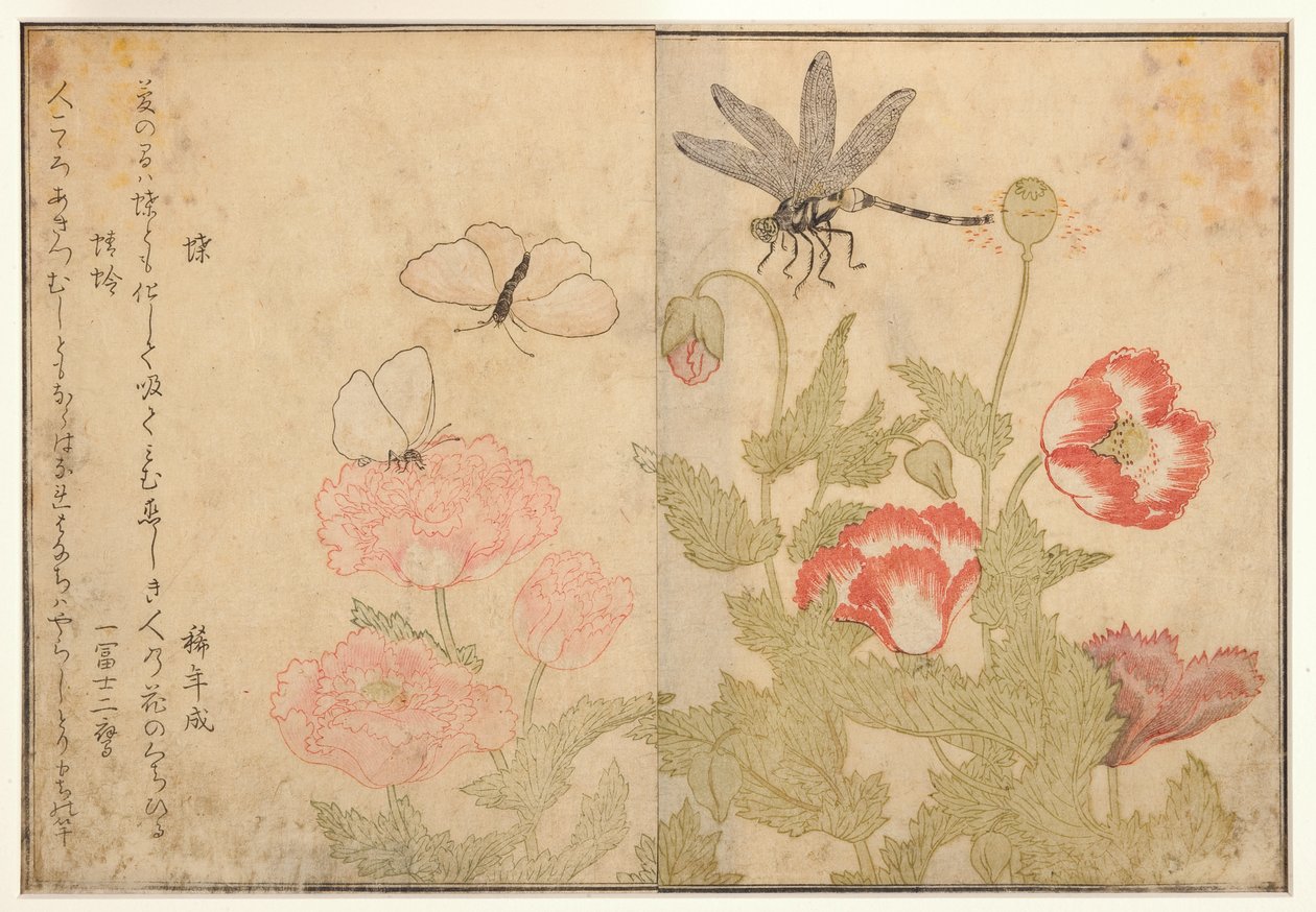 Sommerfugl og øyenstikker, 1788 (treblokk) av Kitagawa Utamaro