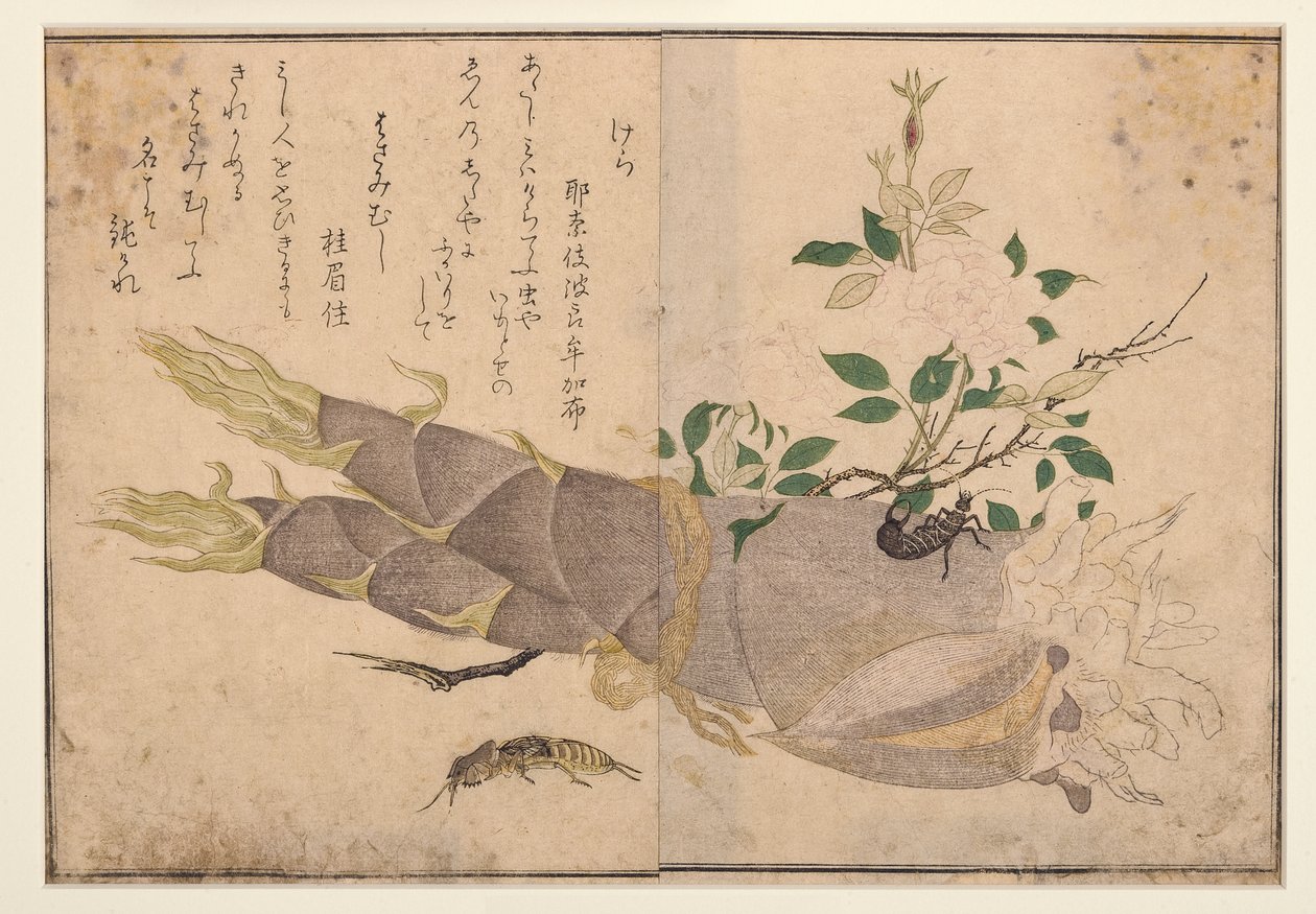 Ørentøyk og føflekk-cricket, 1788 (treblokk) av Kitagawa Utamaro