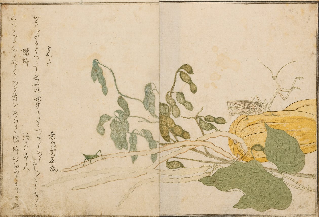 Gresshoppe og mantis, 1788 (treblokk) av Kitagawa Utamaro