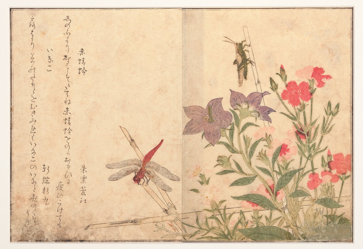 Rød øyenstikker og risgresshoppe, 1788 (treblokk) av Kitagawa Utamaro