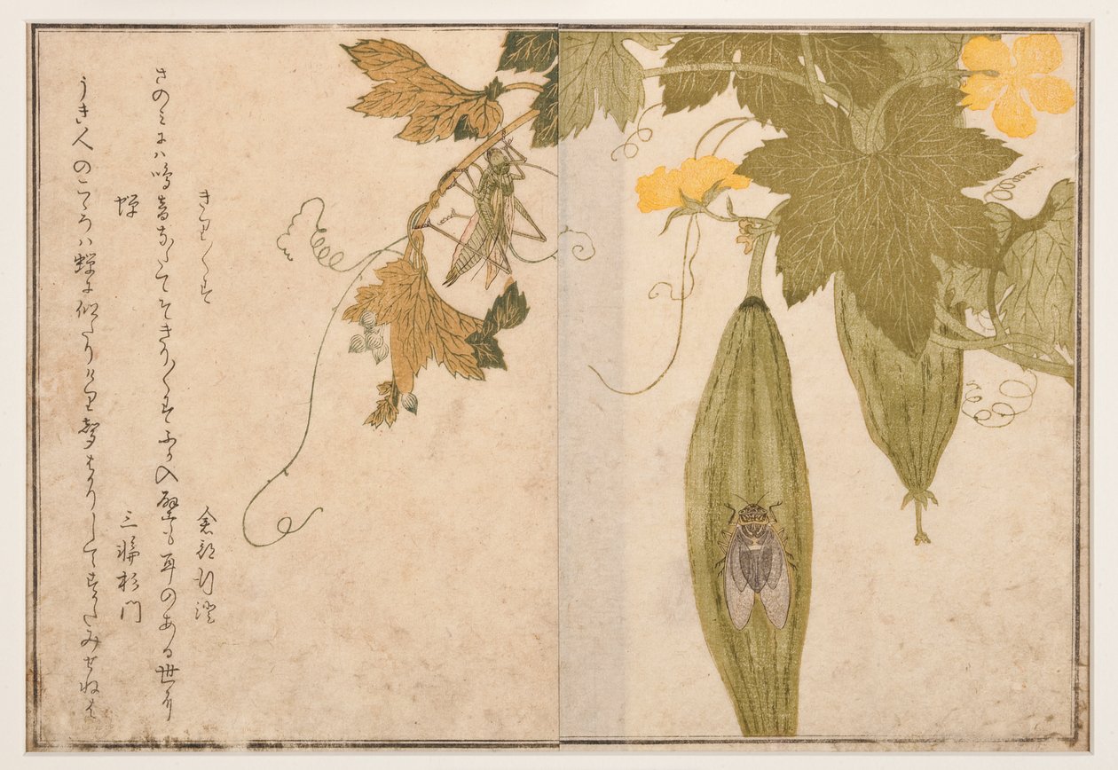 Syngende cricket på cicada, 1788 (treblokk) av Kitagawa Utamaro