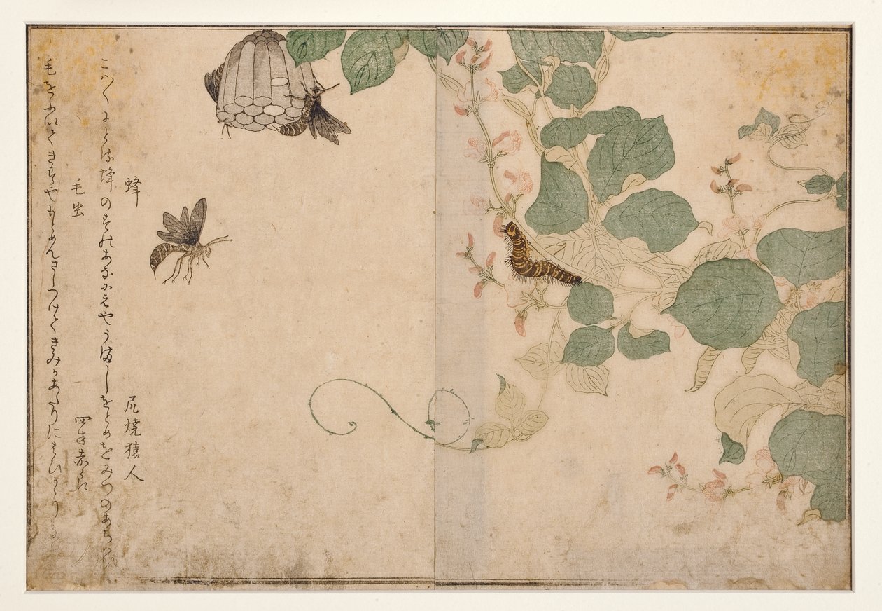 Veps og hårete larve, 1788 (treblokk) av Kitagawa Utamaro