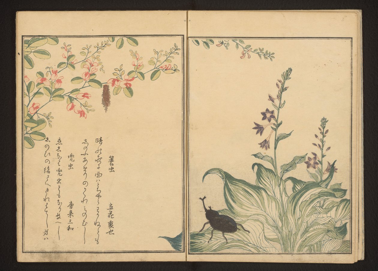 Kurvorm og hjelmbille på buskløver og steinpurreblomst av Kitagawa Utamaro