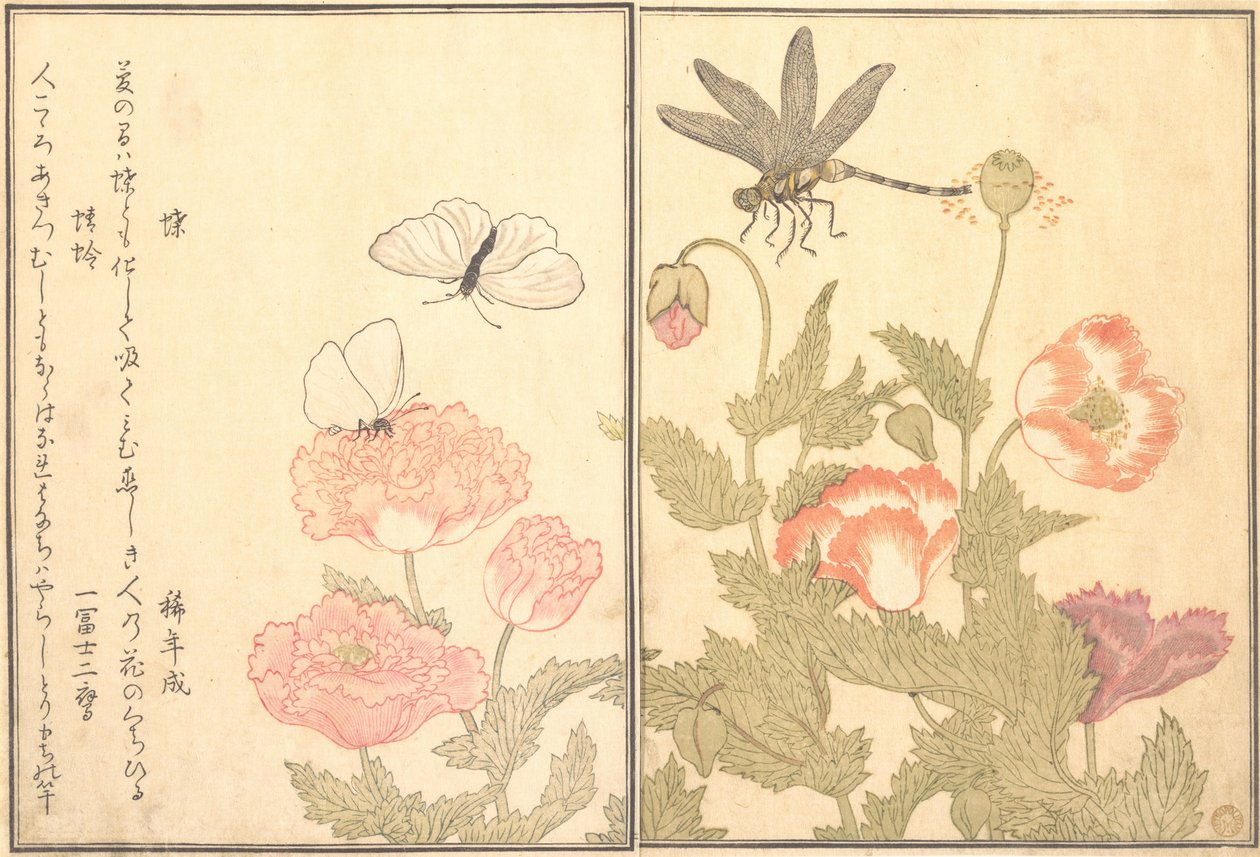 Butterfly Cho, Dragonfly Kagero eller Tonbo, 1788. av Kitagawa Utamaro