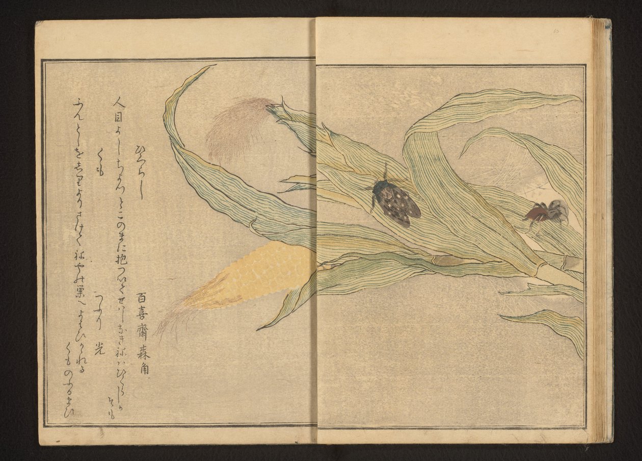 Sikader og edderkopp på mais av Kitagawa Utamaro