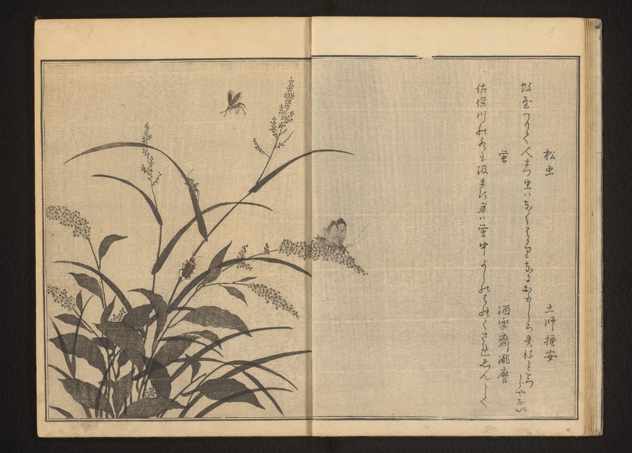 Cricket og ildfluer på polygonum og allerede av Kitagawa Utamaro