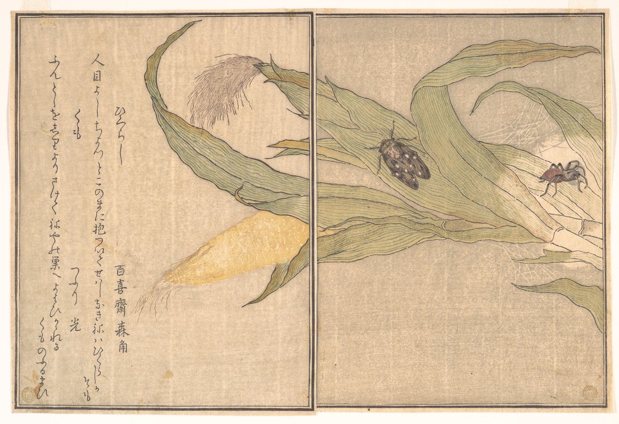 Kveldsikade, Higurashi; edderkopp, Kumo, fra Bildeboken om krypende skapninger (Ehon mushi erami) av Kitagawa Utamaro