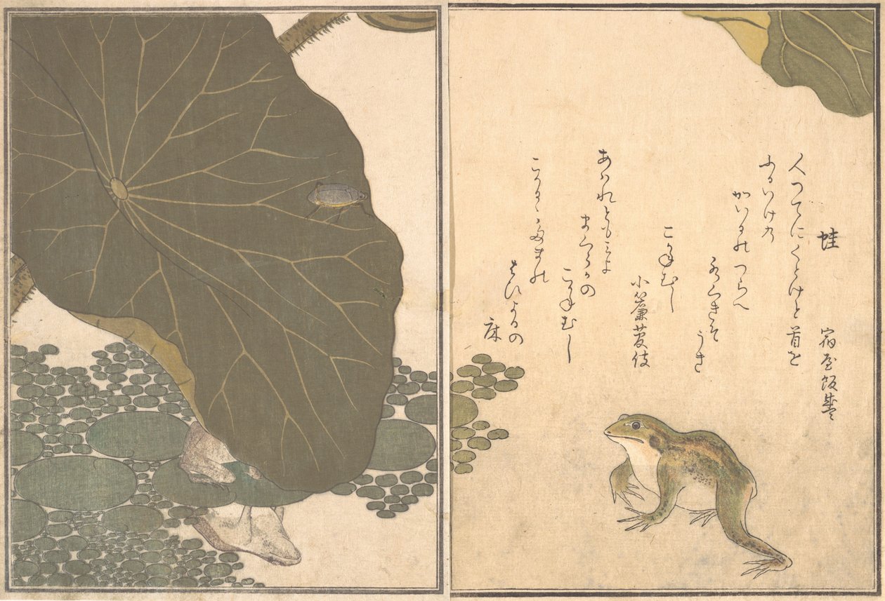 Frosk Frosk, etter LD Beet Gold Ignore. . . , 1788. av Kitagawa Utamaro