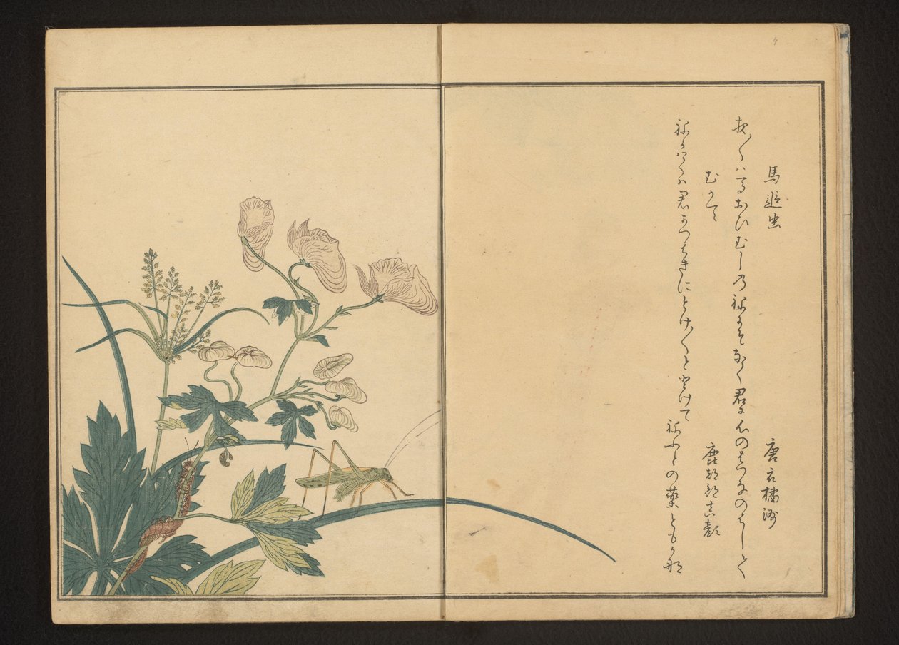 Gresshoppe og tusenbein på akonittplante av Kitagawa Utamaro