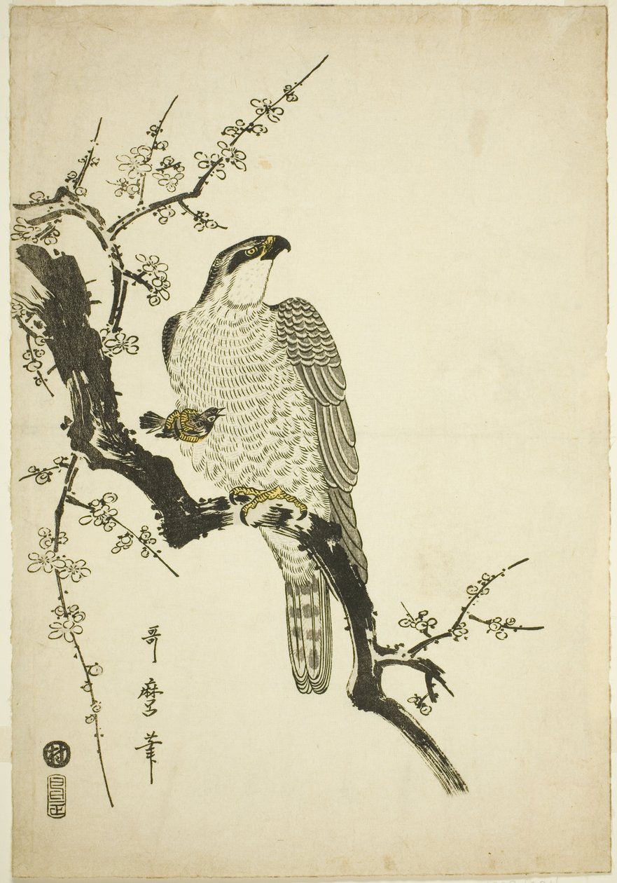 Hawk på en plommegren av Kitagawa Utamaro