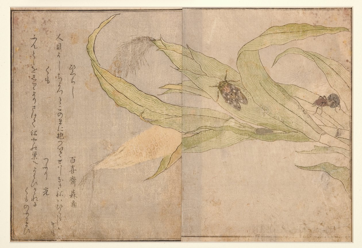 Higurashi og edderkopp, 1788 (treblokk) av Kitagawa Utamaro