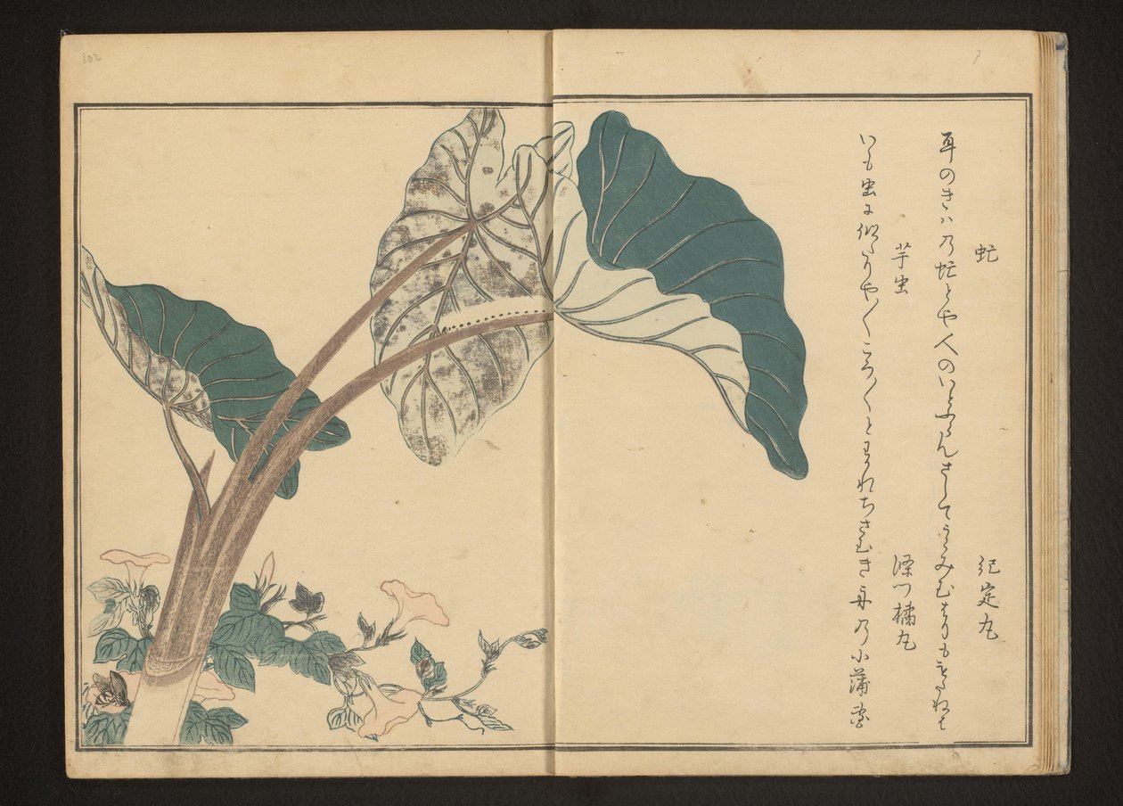 Hesteflue på bindweed og larve på taroplante av Kitagawa Utamaro