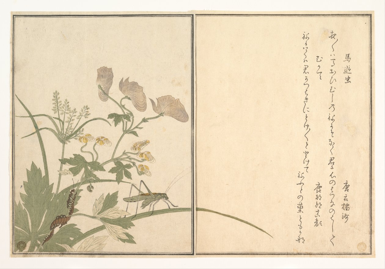 Løvgresshoppe (Umaoi-mushi); tusenbein (Mukade), fra Bildeboken om krypende skapninger (Ehon mushi erami) av Kitagawa Utamaro