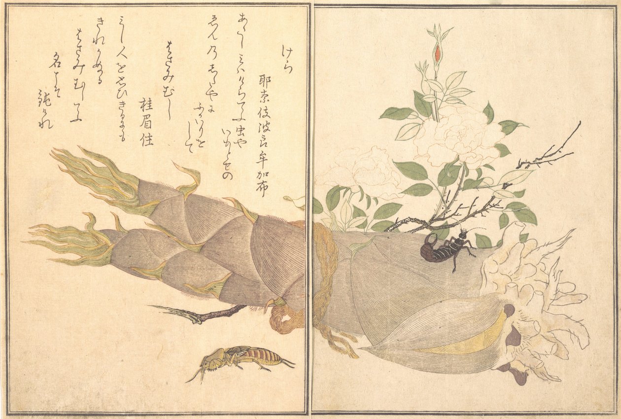 Mole Cricket Kera, Earwig, Hasami-mushi..., 1788. av Kitagawa Utamaro