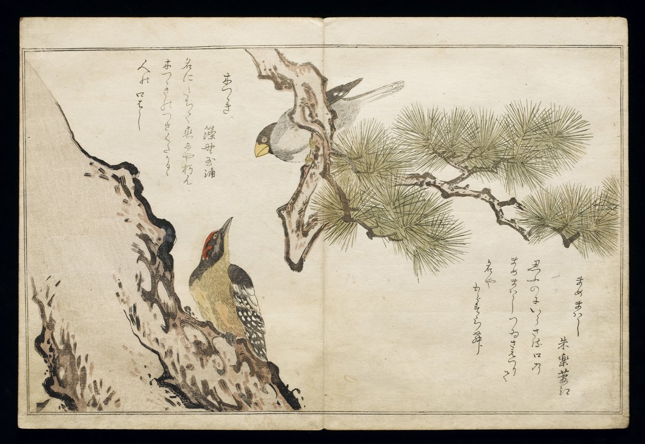 P.332-1946 Vol.1 f.3 Hawfinch and a Woodpecker, fra et album 'Birds added in Humorous Songs', 1791 (treblokktrykk i farger) av Kitagawa Utamaro