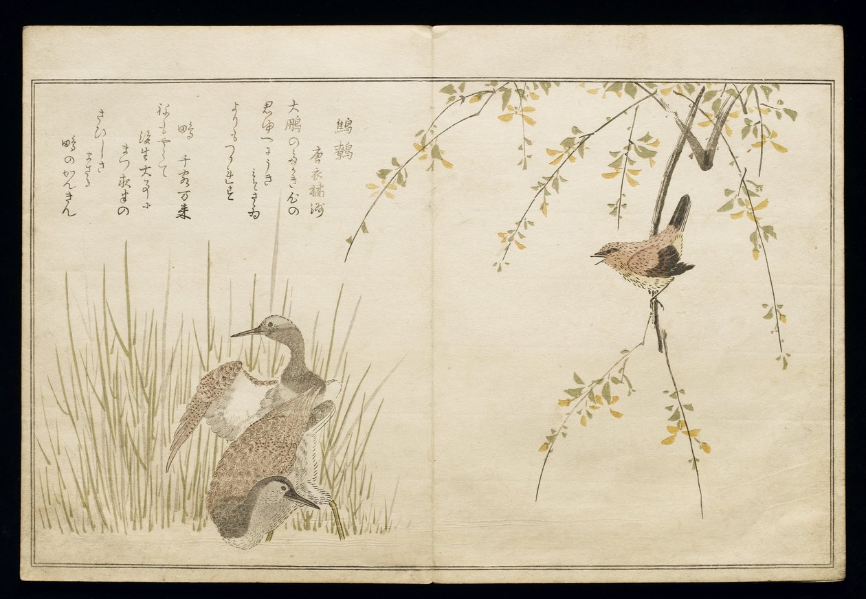 P.332-1946 Vol.1 f.5 Wren and a par Snipe, fra et album 'Birds added in Humorous Songs', 1791 (treblokktrykk i farger) av Kitagawa Utamaro
