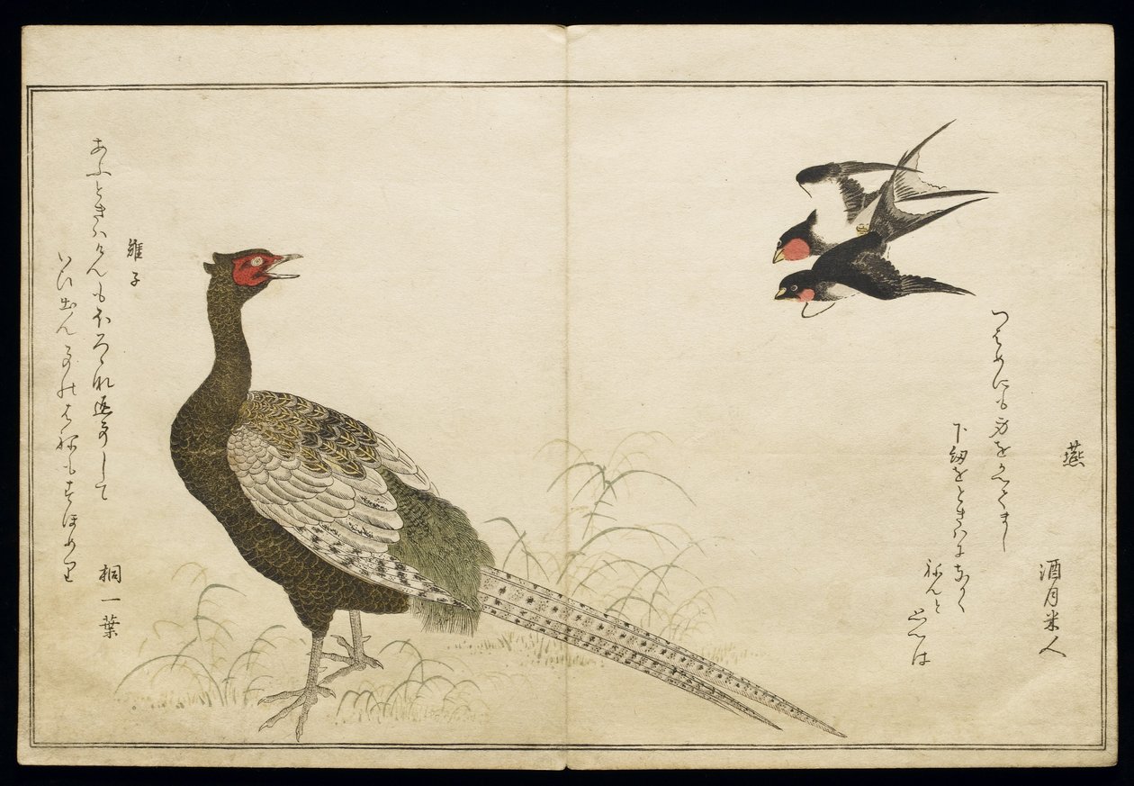 P.332-1946 Vol.1 f.6 Pair of Chimney Swallows and a Green Pheasant, fra et album 