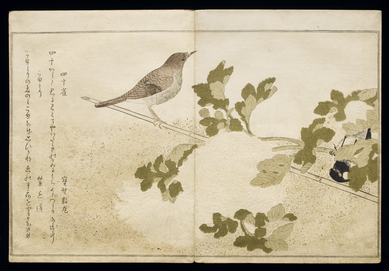 P.332-1946 Vol. 2 f.2 Manchurian Great Tit and a Robin, fra et album 
