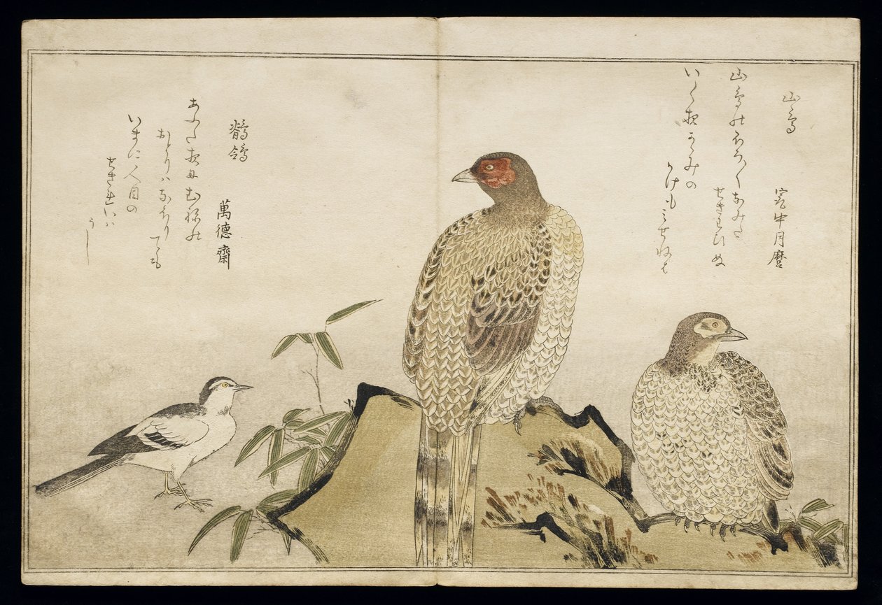 S.332-1946 Vol.2 f.3 Two Copper Pheasants and a Wagtail, fra et album 