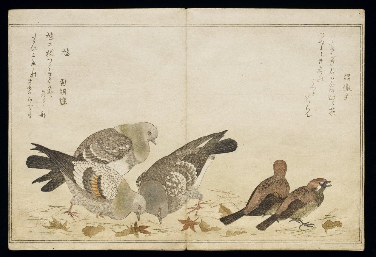 P.332-1946 Vol.2 f.5 Three Pigeons and two Finches, fra et album 'Birds Sammenligning i Humorous Songs', 1791 (treblokktrykk i farger) av Kitagawa Utamaro