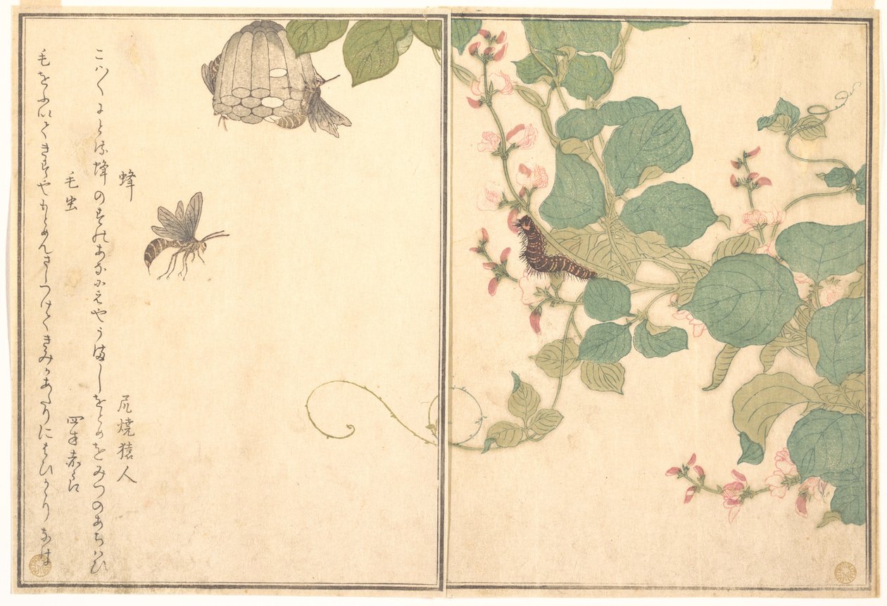 Papirveps (Hachi); hårete larve (Kemushi), fra Bildeboken om krypende skapninger (Ehon mushi erami) av Kitagawa Utamaro