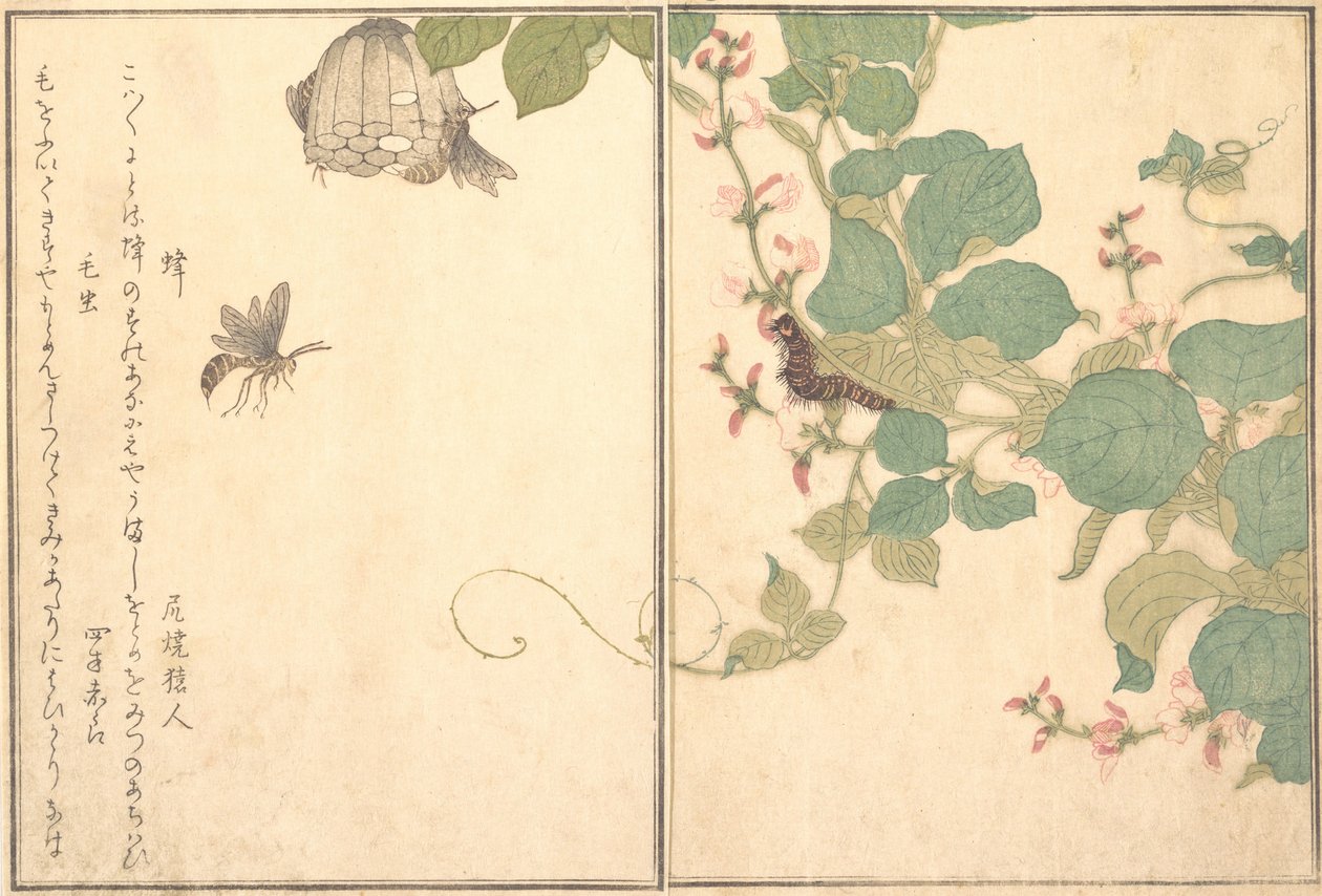 Papirveps Hachi, Hairy Caterpillar Kemushi..., 1788. av Kitagawa Utamaro