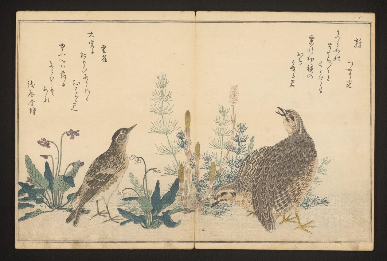 Vaktel og skylerk av Kitagawa Utamaro