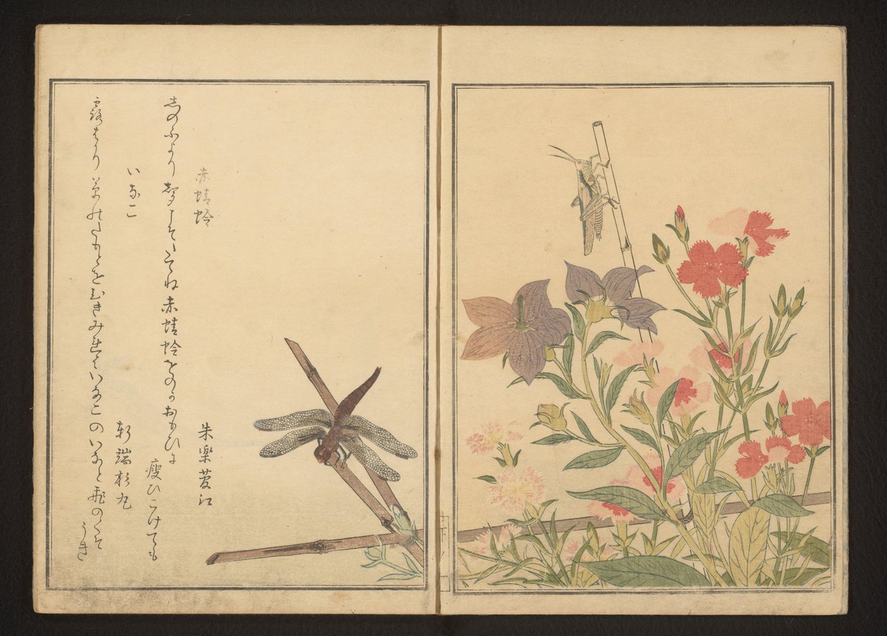 Rød øyenstikker og gresshoppe av rosa av Kitagawa Utamaro