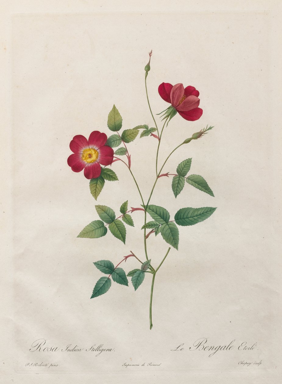 Rosa Indica Stelligera av Kitagawa Utamaro