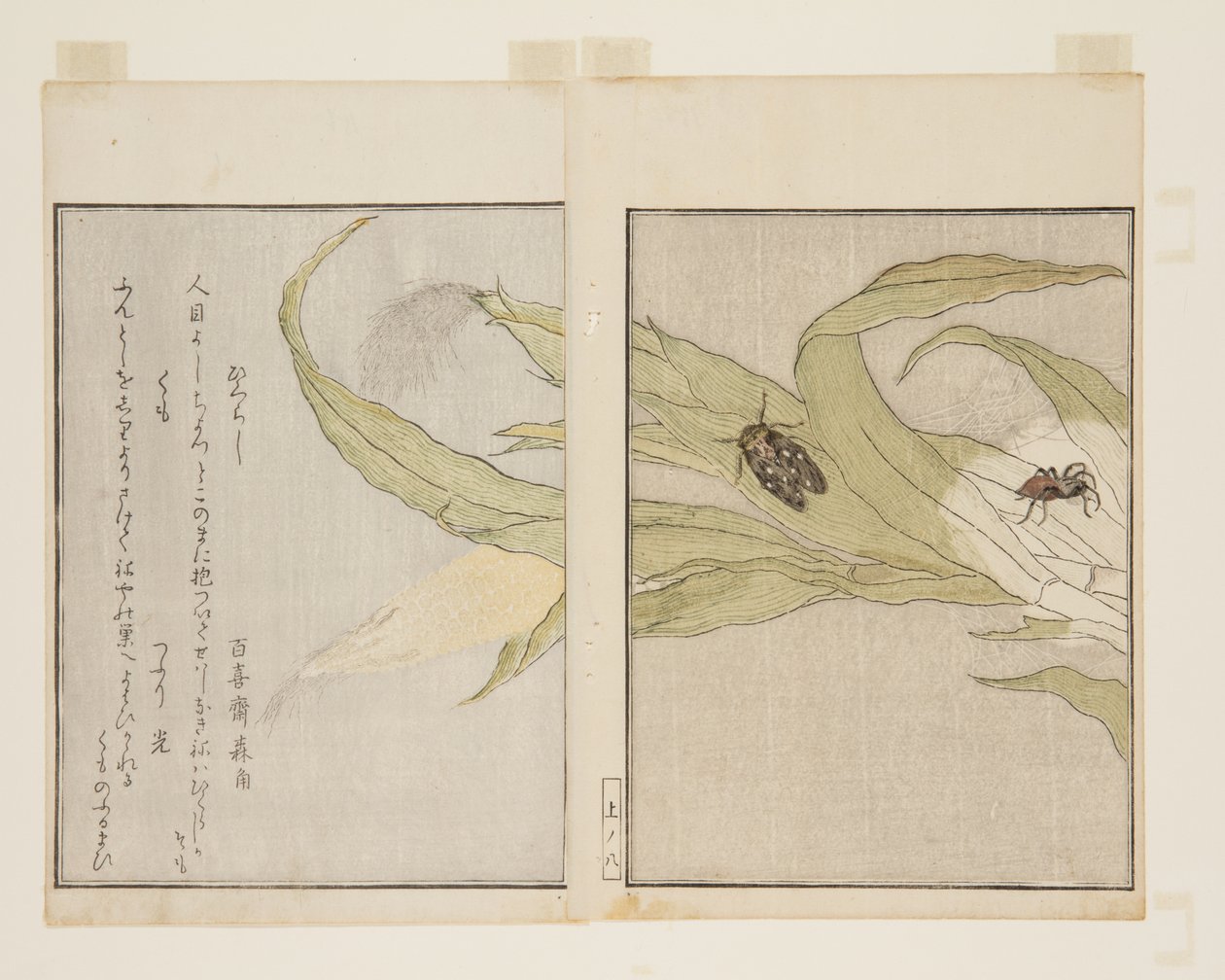 Edderkopp (Kumo) og Evening Cicada (Higurashi) (farget treblokktrykk) av Kitagawa Utamaro