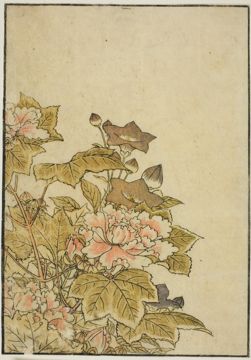 Autumn Flowers: Peonies and Bellflowers, fra boken "Mirror of Beautiful Women of the Pleasure Quarters (Seiro bijin awase sugata kagami)," vol. ２ av Kitao Shigemasa
