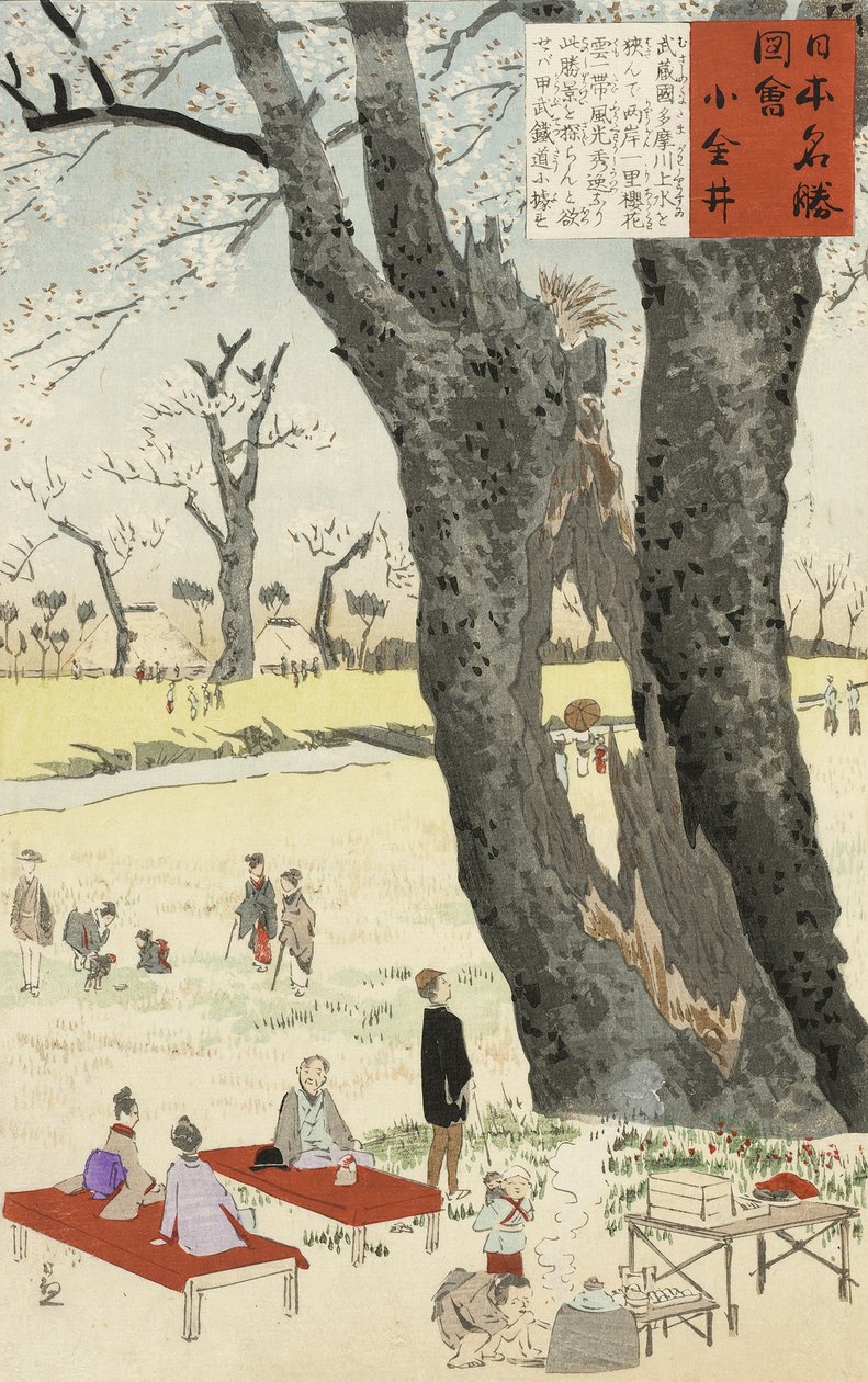 Koganei, Cherry Blossoms from Sketches of Famous Places in Japan, 1896 (farget treblokktrykk) av Kobayashi Kiyochika