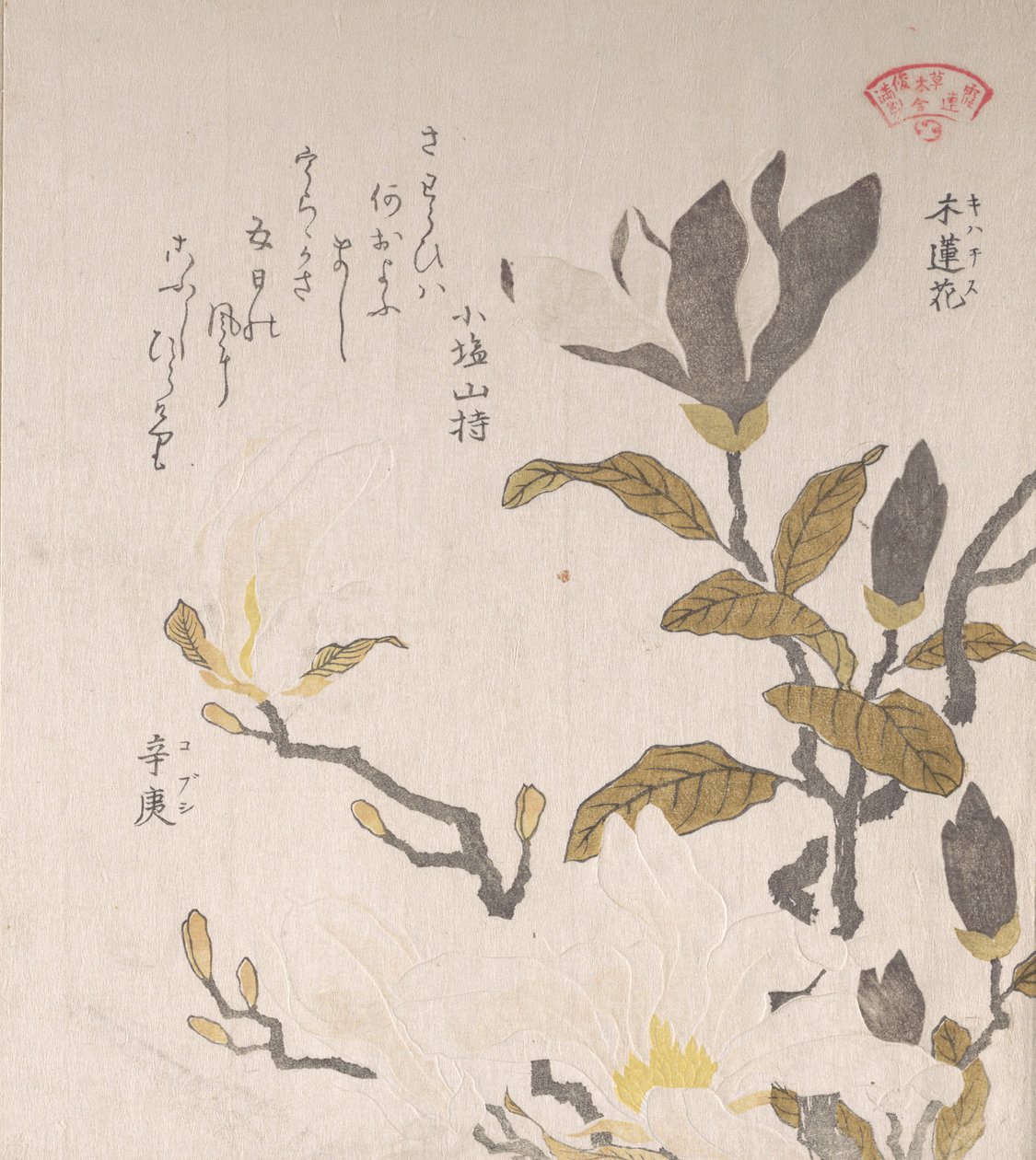 Magnolia blomster, 1800-tallet. av Kubo Shunman