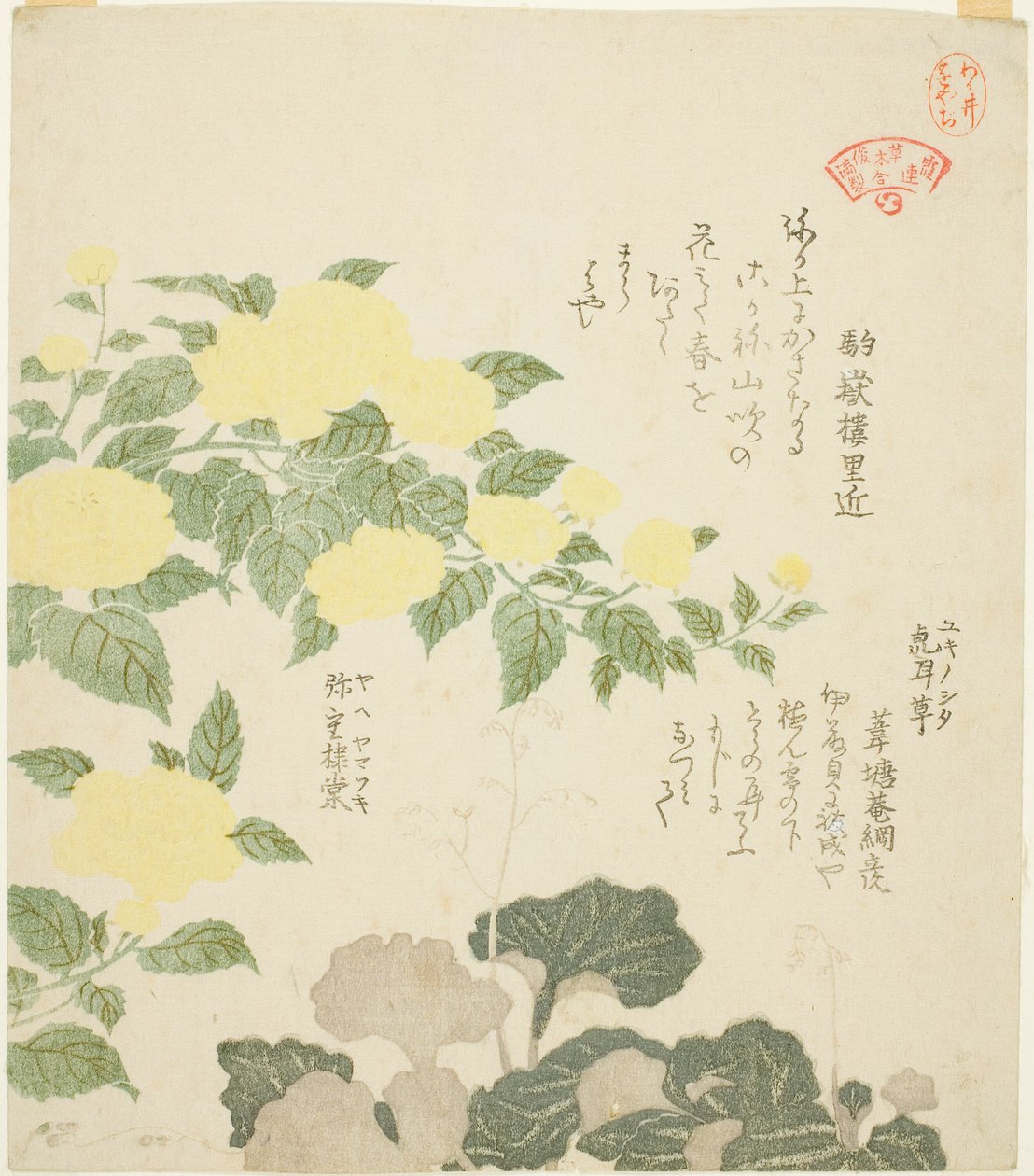 Yellow Roses (Yae yamabuki) og Creeping Saxifrages (Yukinoshita), fra serien "Collection of Plants for the Kasumi Poetry Circle (Kasumi-ren somoku awase)" av Kubo Shunman