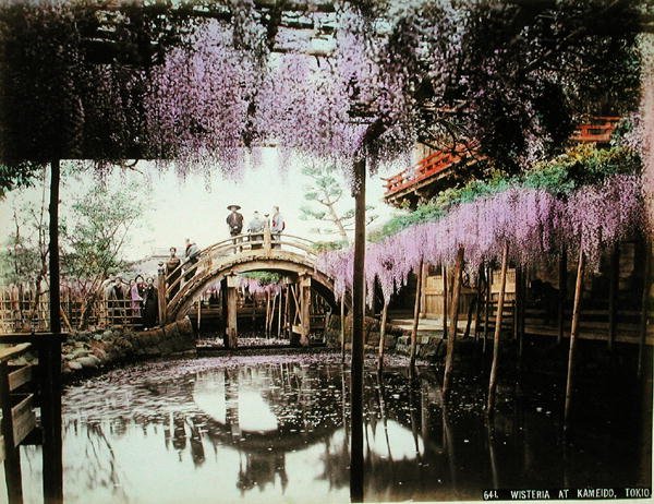 Wisteria i Kameido, Tokyo (håndfarget albumtrykk på kort) av Kusakabe (attr. to) Kimbei
