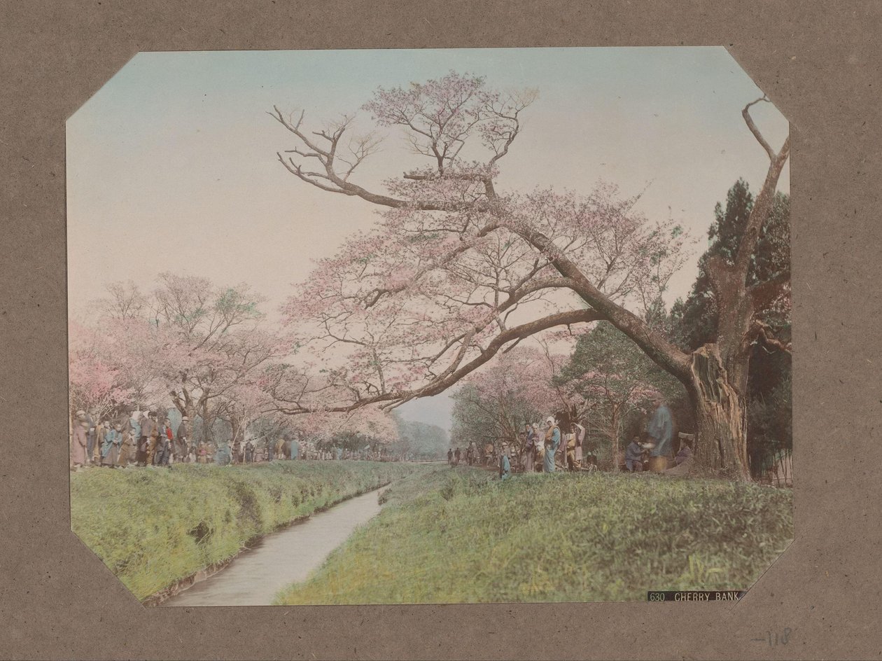 Mennesker og kirsebærblomstrer på hver side av en bekk i Koganei, Tokyo, Japan av Kusakabe Kimbei