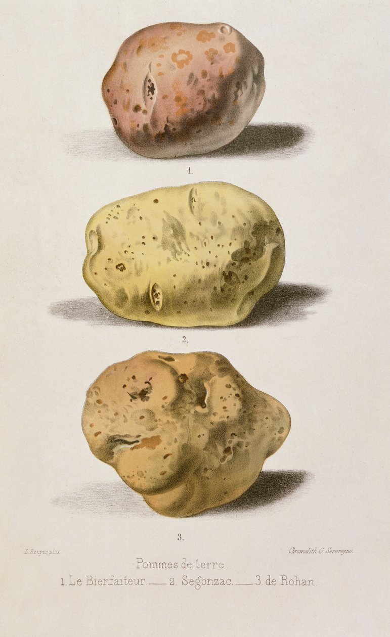 Botanisk tallerken med tre forskjellige potetsorter, gravert av G. Severeyns (chromolitho) av L. Rouyer